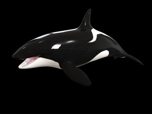 orca killer whale rigged low poly 3D Model