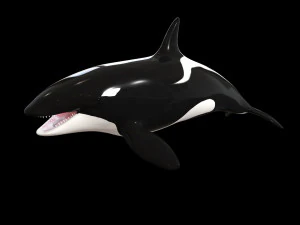orca killer whale rigged low poly 3D Model