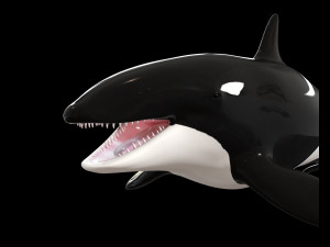 orca killer whale rigged low poly 3D Model