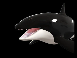 orca killer whale rigged low poly 3D Model