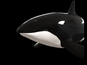 orca killer whale rigged low poly 3D Model