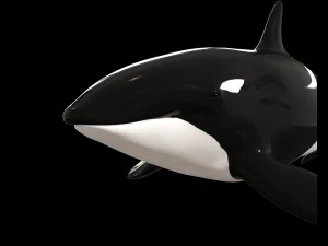 orca killer whale rigged low poly 3D Model
