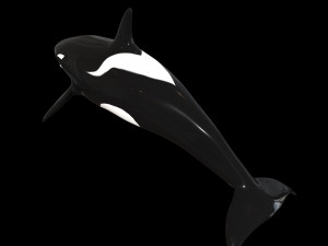 orca killer whale rigged low poly 3D Model
