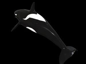 orca killer whale rigged low poly 3D Model