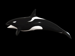 orca killer whale rigged low poly 3D Model