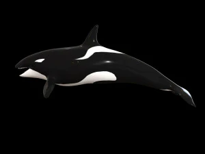 orca killer whale rigged low poly 3D Model
