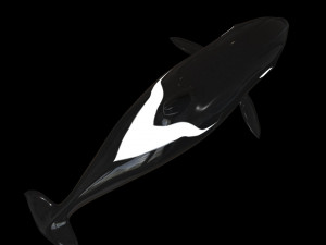 orca killer whale rigged low poly 3D Model