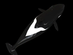 orca killer whale rigged low poly 3D Model