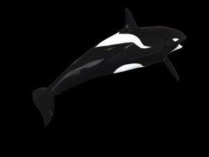 orca killer whale rigged low poly 3D Model