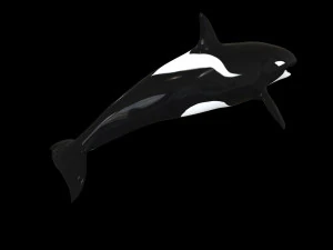 orca killer whale rigged low poly 3D Model