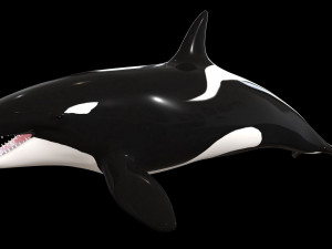 orca killer whale rigged low poly 3D Model