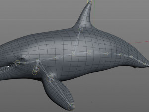 orca killer whale rigged low poly 3D Model