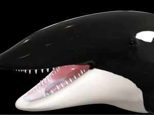 orca killer whale rigged low poly 3D Model