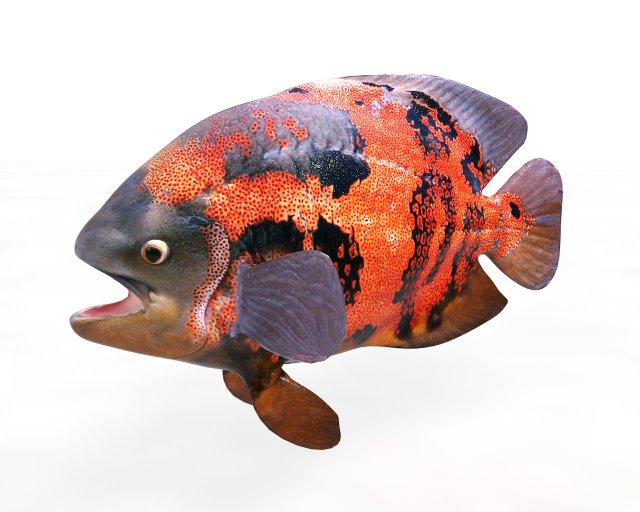 oscar fish low poly 3Dモデル .c4d .max .obj .3ds .fbx .stl .blend 