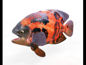 oscar fish low poly 3D Model
