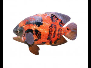 oscar fish low poly 3D Model