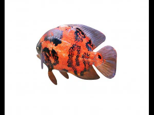 oscar fish low poly 3D Model