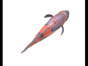 oscar fish low poly 3Dモデル