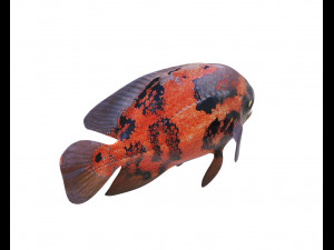 oscar fish low poly 3Dモデル