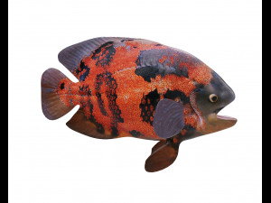 oscar fish low poly 3Dモデル
