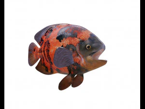 oscar fish low poly 3D Model