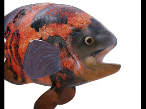 oscar fish low poly 3Dモデル