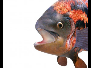 oscar fish low poly 3D Model