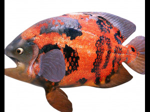 oscar fish low poly 3Dモデル
