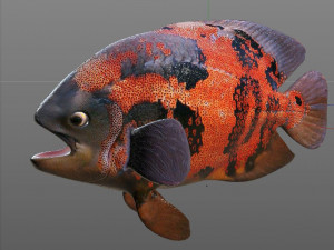 oscar fish low poly 3Dモデル