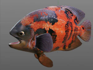 oscar fish low poly 3D Model