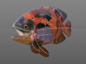 oscar fish low poly 3Dモデル