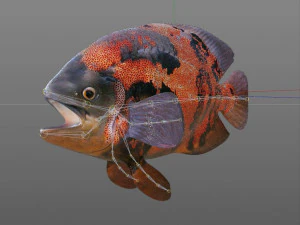 oscar fish low poly 3D Model