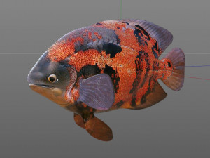 oscar fish low poly 3Dモデル