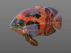 oscar fish low poly 3Dモデル
