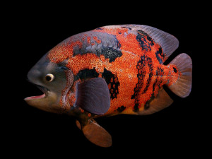 oscar fish low poly 3Dモデル
