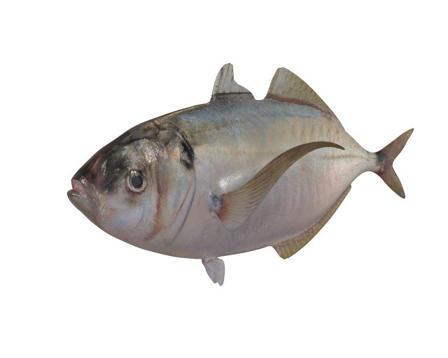 pacific bumper fish low poly Model 3D .c4d .max .obj .3ds .fbx .stl .blend 