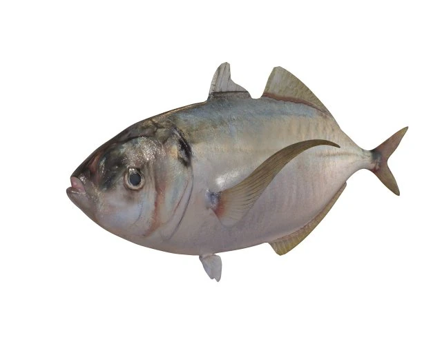 pacific bumper fish low poly 3D Model .c4d .max .obj .3ds .fbx .stl .blend 