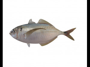 pacific bumper fish low poly Model 3D