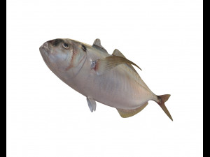 pacific bumper fish low poly Model 3D