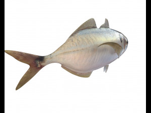 pacific bumper fish low poly Model 3D