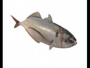 pacific bumper fish low poly Model 3D
