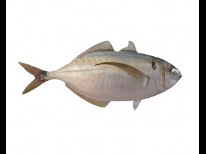 pacific bumper fish low poly Model 3D