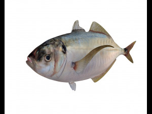 pacific bumper fish low poly Model 3D