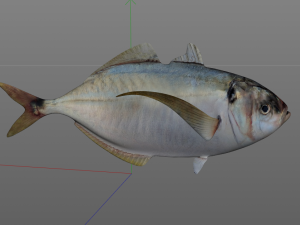 pacific bumper fish low poly Model 3D