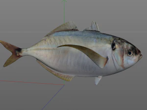 pacific bumper fish low poly 3D Model