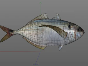 pacific bumper fish low poly 3D Model