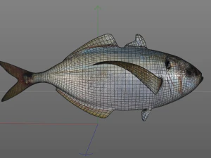 pacific bumper fish low poly 3D Model