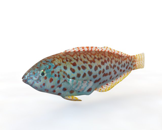 pakoko wrasse fish low poly 3D Модель .c4d .max .obj .3ds .fbx .stl .blend 