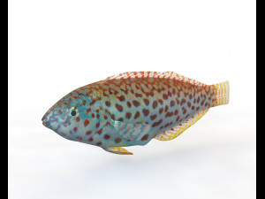 pakoko wrasse fish low poly 3D Model