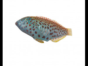 pakoko wrasse fish low poly 3D Модель